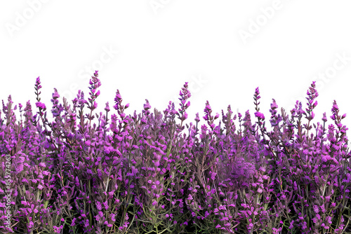 Purple Flowers Blooming in a Field isolated on transparent background png