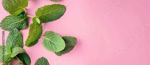 Fresh raw mint leaves isola...