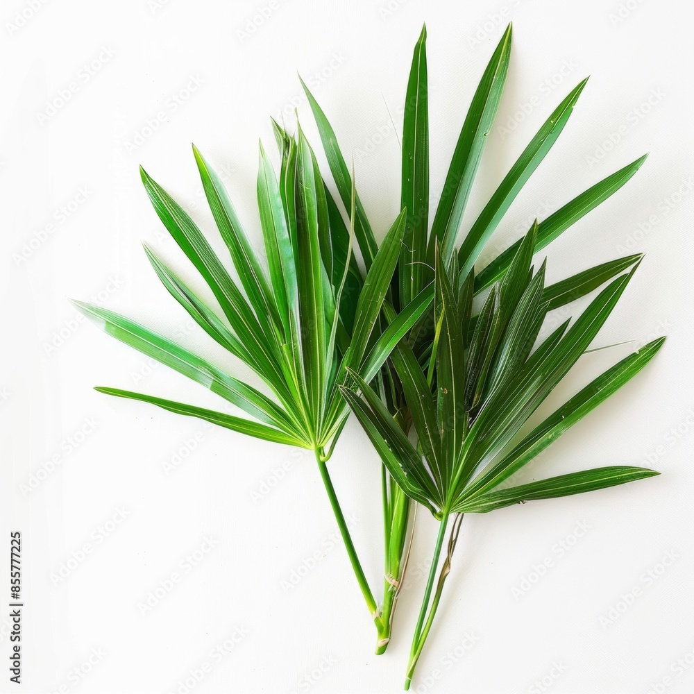Minimalist product shot of saw palmetto leaves on white background Minimalist product shot of saw palmetto leaves on white background