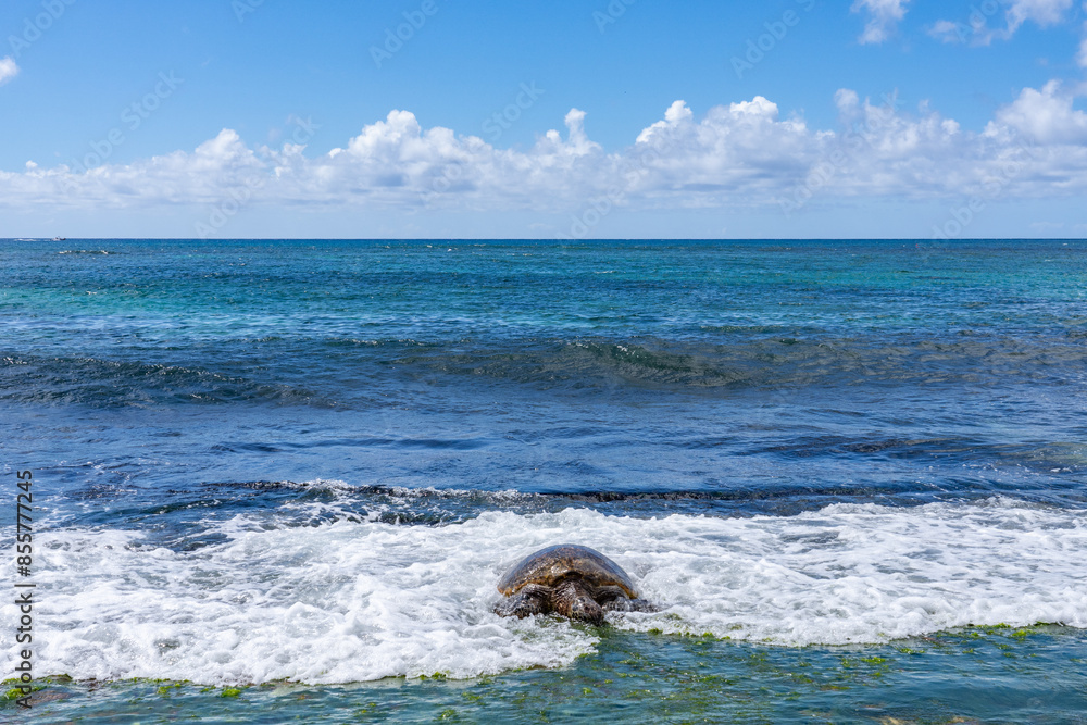 Fototapeta premium Green sea turtle eating seaweed on the reef / beachrocks, Chelonia mydas, green turtle, black (sea) turtle or Pacific green turtle, Laniakea Beach，Oahu's North Shore, Honolulu, Hawaii 