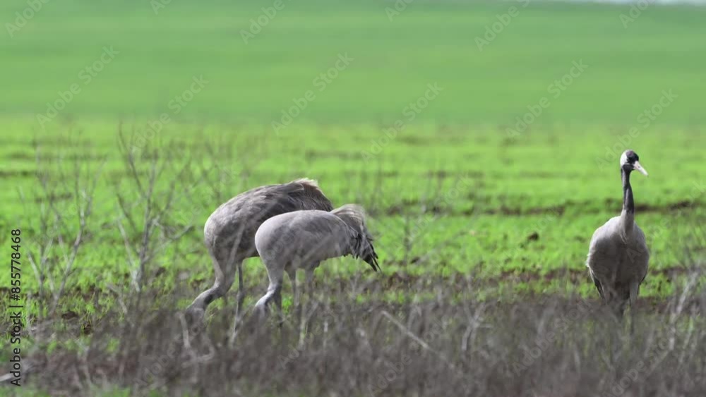 Three common crane Grus grus. Close up. Birds are feeding in the field. Slow motion. Three common crane Grus grus. Close up. Birds are feeding in the field. Slow motion.