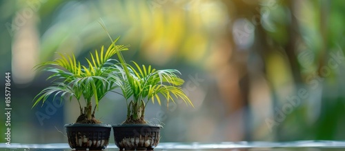 Green coconut bonsai in fre...