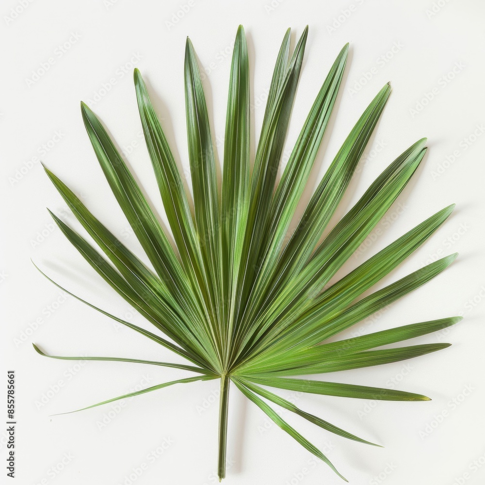 High-resolution photo of saw palmetto supplement isolated on white background High-resolution photo of saw palmetto supplement isolated on white background