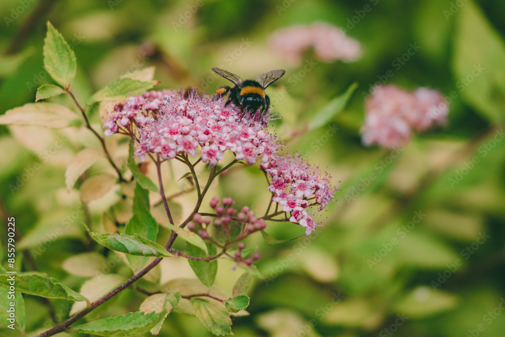Close-up of a striped bumblebee pollinating purple Spiraea japonica flowers. Close-up of a striped bumblebee pollinating purple Spiraea japonica flowers.