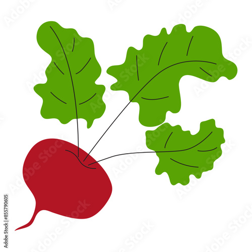 Beetroot with green leaves on a white background. Vector illustration in flat style.