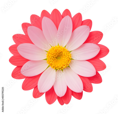 red and white flower isolated on transparent background, extracted, png file