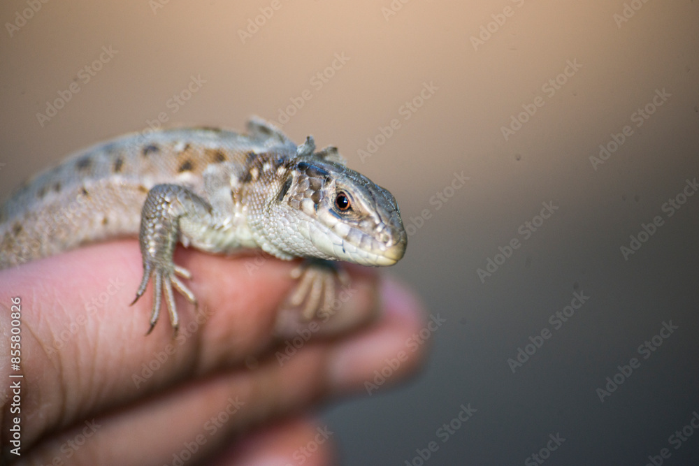 Fototapeta premium lizard on a fingers 