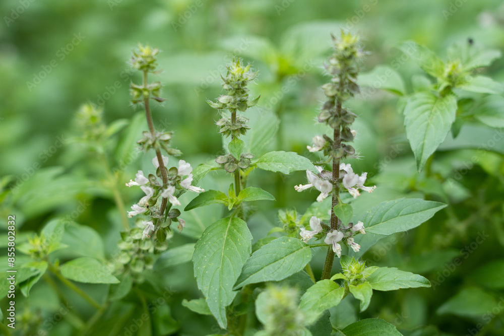 green basil flower closeup, growing basil in the garden, green basil flower closeup, growing basil in the garden,