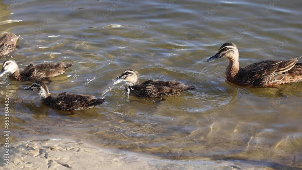 Ducks Swimming in a Pool