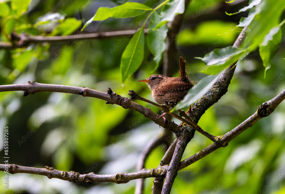 Wren, small bird with upright tail and brown feathers Wren, small bird with upright tail and brown feathers