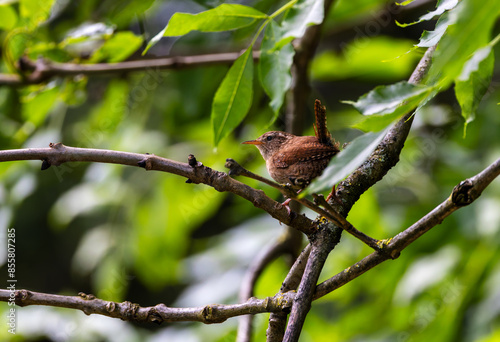 Wren, small bird with upright tail and brown feathers "Troglodytes troglodytes" perched on branch. Dublin, Ireland  © Nicola.K.photos