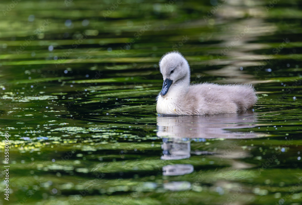 Cute baby swan cygnet Cute baby swan cygnet