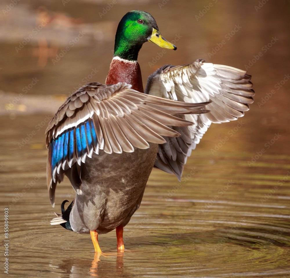 Obraz premium A male mallard duck standing upright in a pond, flapping its wings 