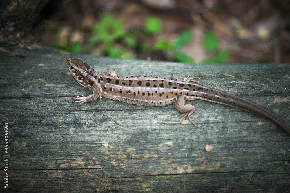 lizard on a branch lizard on a branch