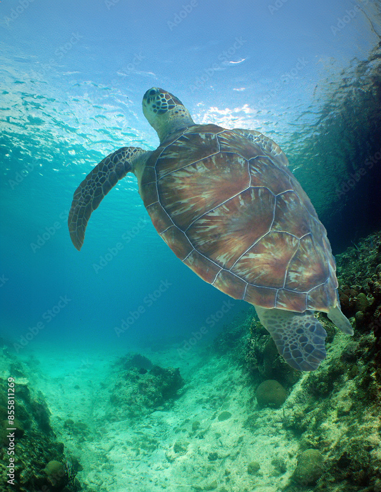 a sea turtle on a reef a sea turtle on a reef