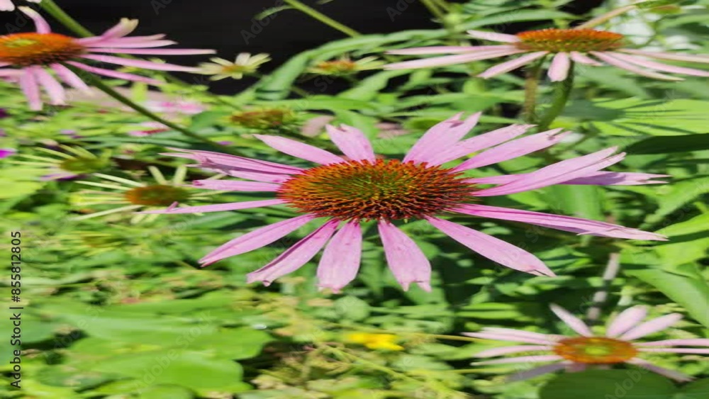 large echinacea flowers. echinacea close-up. Close-up of echinacea in a field. Medicinal plant with a beautiful purple large inflorescence. Echinacea flower. Flowers near the house in the garden. large echinacea flowers. echinacea close-up. Close-up of echinacea in a field. Medicinal plant with a beautiful purple large inflorescence. Echinacea flower. Flowers near the house in the garden.