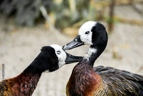 Pair of Widow-whistle goose. Birds in close-up. Dendrocygna viduata. White-faced whistling duck
 photo