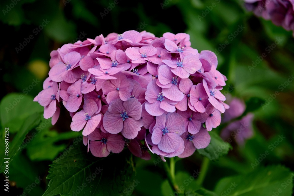 Close-up of a vibrant purple hydrangea flower in full bloom with green leaves Close-up of a vibrant purple hydrangea flower in full bloom with green leaves