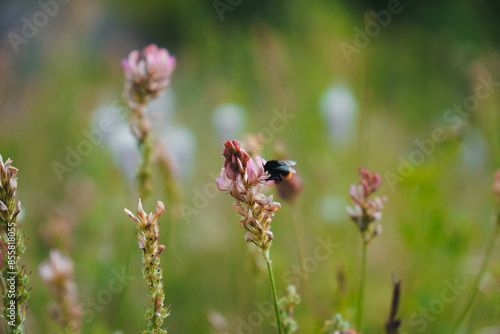 Wallpaper Mural Hummel und Blumen Torontodigital.ca