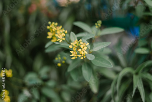 Galphimia gracilis, a species in the genus Galphimia of the family Malpighiaceae, is native to eastern Mexico