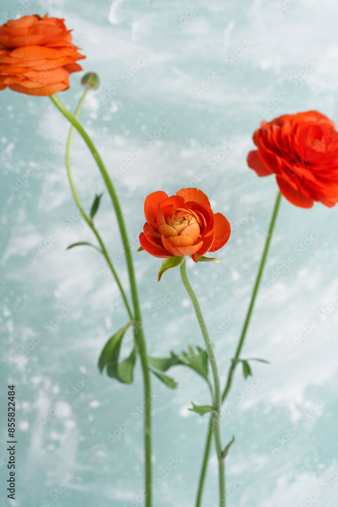 Obraz premium composition of three orange ranunculus flowers on a blue background