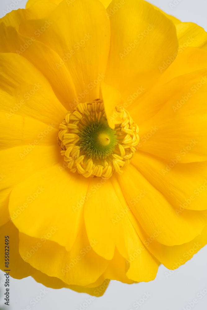 Closeup photo of yellow ranunculus flower. Macro photo or flower Closeup photo of yellow ranunculus flower. Macro photo or flower