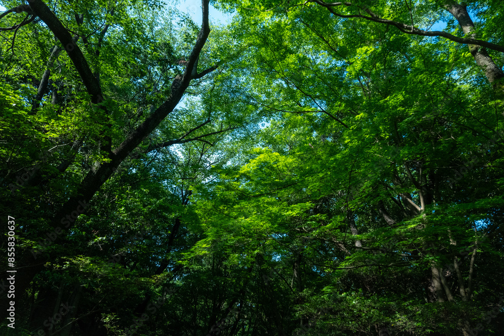 鬱蒼とした森の中 鬱蒼とした森の中