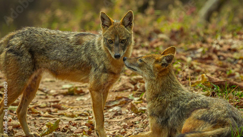Photography Moonlit shadows, two golden jackals cuddle closely, their sleek forms entwined in affectionate embrace
