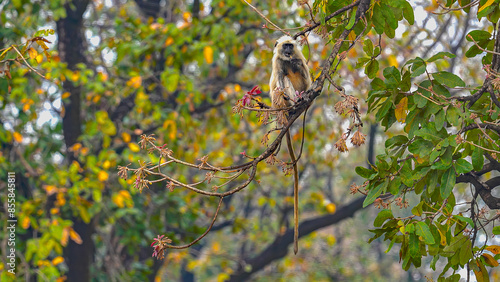 Bild auf Leinwand The grey langur, with its long limbs and expressive face, delicately feeds on mahua flowers