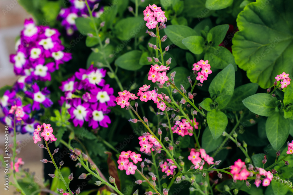Pink Myosotis in a pot with Primula in the garden Pink Myosotis in a pot with Primula in the garden