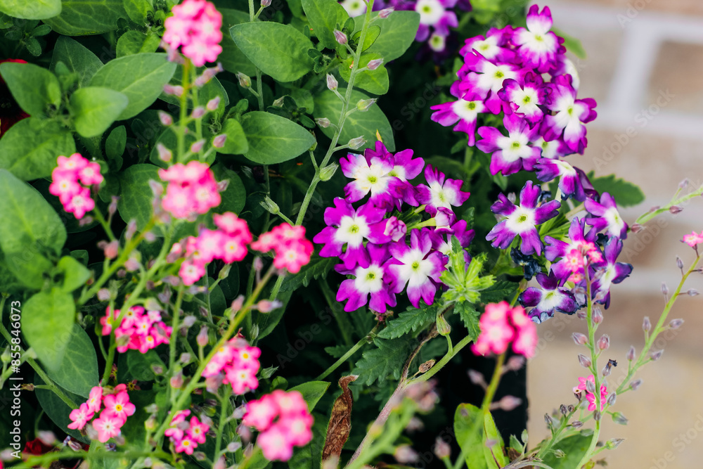Pink Myosotis in a pot with Primula in the garden Pink Myosotis in a pot with Primula in the garden