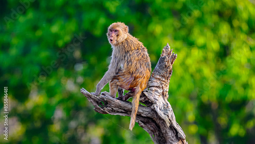 Indian rhesus macaque, with reddish-brown fur, adapts to various habitats, including urban areas. Known for social behavior and intelligence, often interacts with humans, sometimes causing mischief