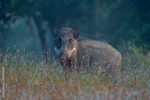 The Indian boar (Sus scrofa cristatus), also known as the Andamanese pig or Moupin pig is a subspecies of wild boar native to India.  Wild boars inhabit high grass or bushes, forests, and high crops. photo