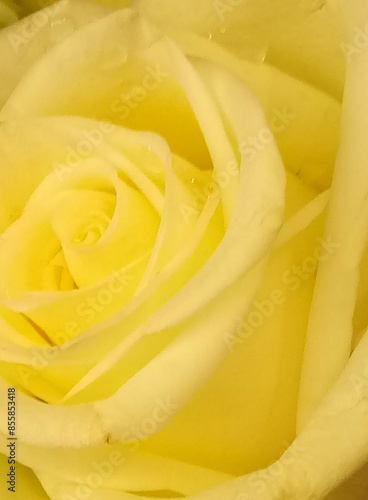 yellow rose macro