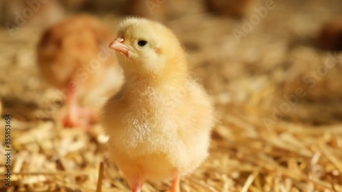 single fluffy baby day old chick looking on camera in front farmhouse straw bedding brooding 