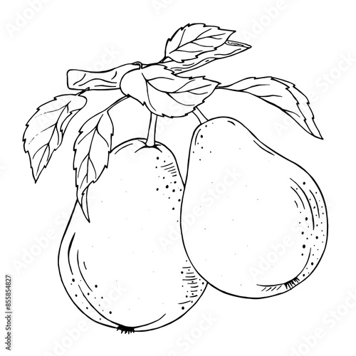 Black and white graphics. A pear tree on a branch. Botanical graphics.
