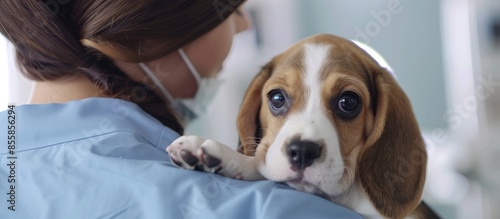 Beagle puppy dog being carr...
