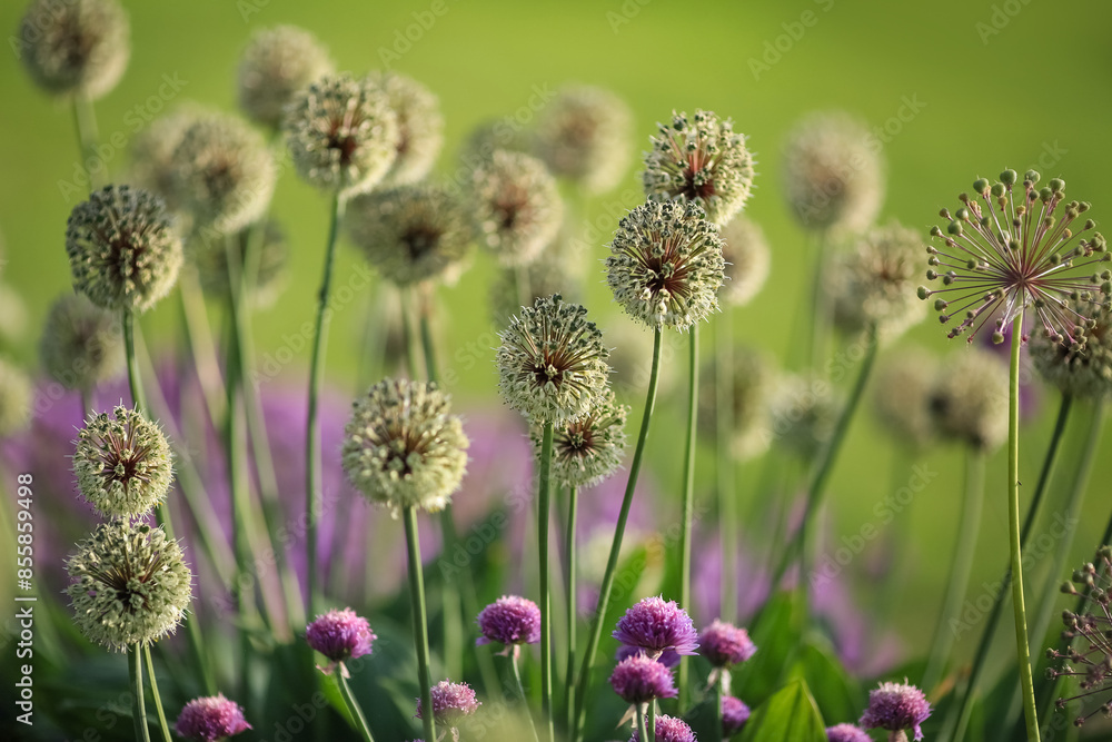 Fototapeta premium Blooming plant Allium