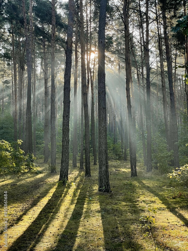 Obraz premium sun in forest