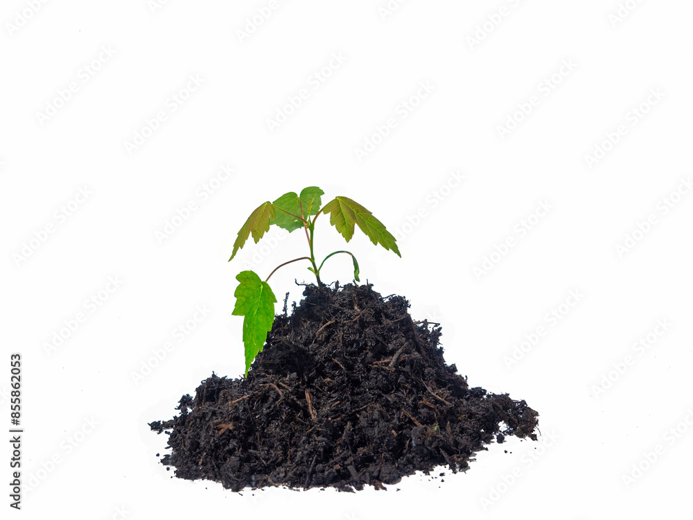 Green shoots that grow from fertile compost on white background Green shoots that grow from fertile compost on white background