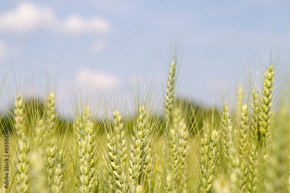 Nahaufnahme im Weizenfeld einer Weizenähre vor blauem Himmel an einem sonnigen Tag Nahaufnahme im Weizenfeld einer Weizenähre vor blauem Himmel an einem sonnigen Tag
