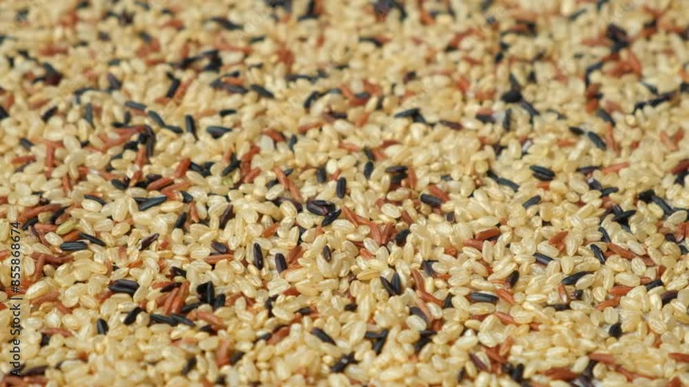 Mix of white, red and black rice, top view rotating close up Mix of white, red and black rice, top view rotating close up