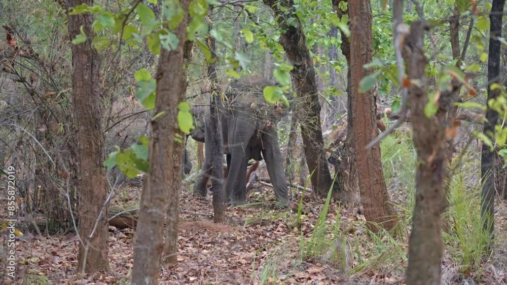 Wild Asian Elephant (Elephas maximus) in Bandhavgarh National Park hide and fear from meeting with people on the road. The leading female standing and watching