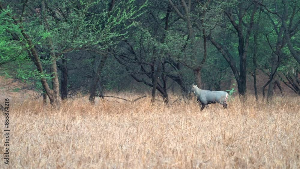 Nilgai (Boselaphus tragocamelus) largest antelope of Asia. known as blue bull.jhalana park. Nilgai (Boselaphus tragocamelus) largest antelope of Asia. known as blue bull.jhalana park.