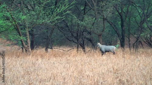 Nilgai (Boselaphus tragocamelus) largest antelope of Asia. known as blue bull.jhalana park.
