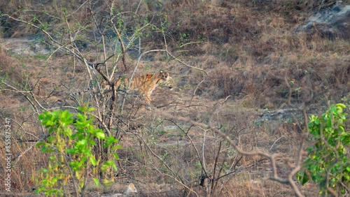 Young Bengal Tiger (Panthera tigris tigris)walking fast towards prey in Bandhavgarh National Park