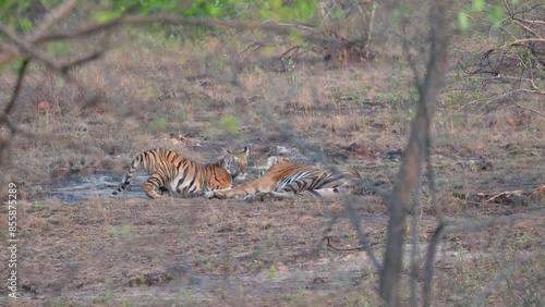 Bengal Tiger (Panthera tigris tigris) mother tiger resting and her cubs walking around her,Bandhavgarh National Park,