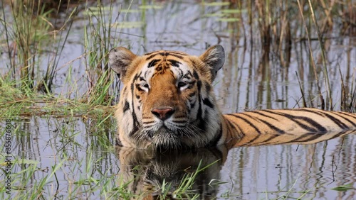 Bengal Tiger (Panthera tigris tigris) refreshes itself in the water,Tadoba National Park