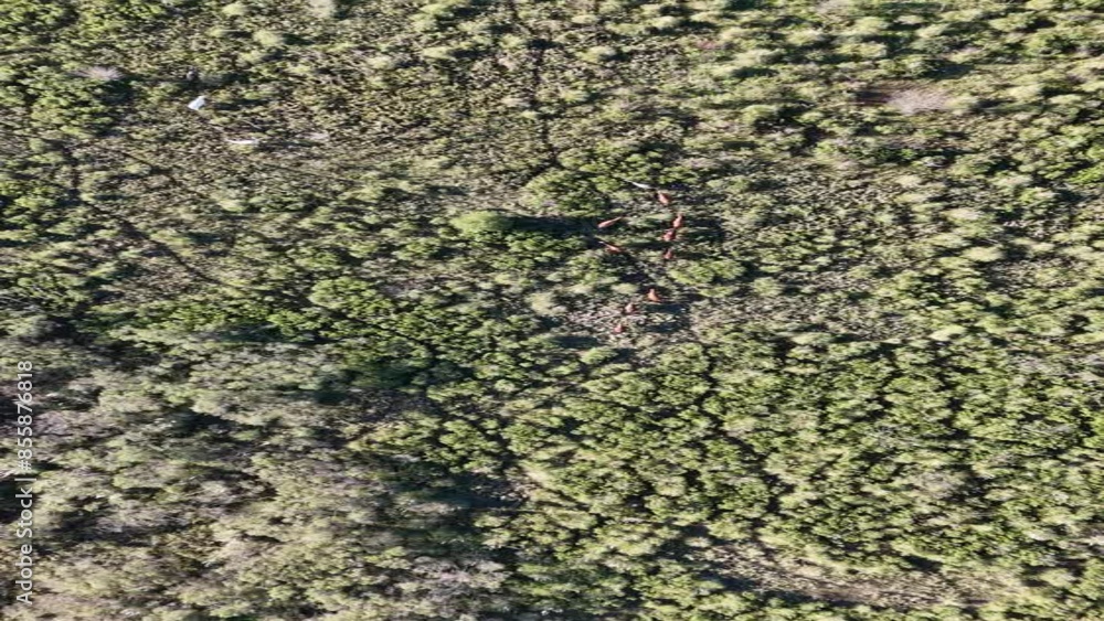 vista aérea caballos campo argentino, pilar del este vista aérea caballos campo argentino, pilar del este