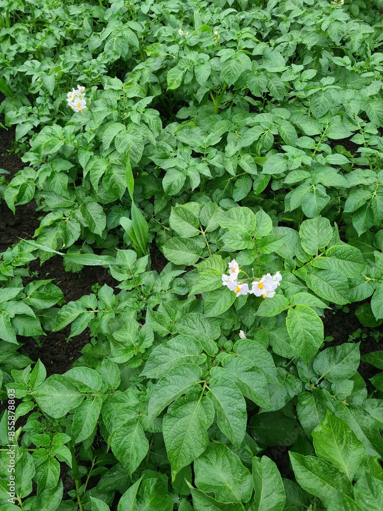 Kartoffelfeld in der Blüte - Solanum tuberosum Kartoffelfeld in der Blüte - Solanum tuberosum